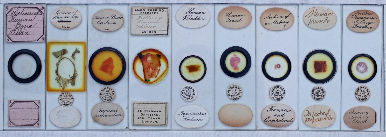 Nine Antique Microscope Slides -  Anatomy (Human etc) Watson, Wheeler, Topping