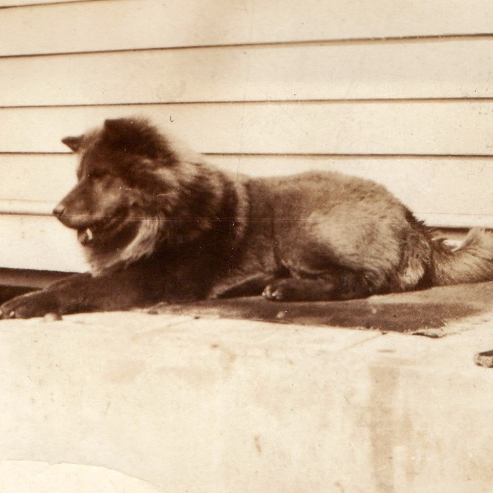 c1920s Fluffy Long Haired Chow Dog Porch Steps Snapshot Photo Pet Canine Animal