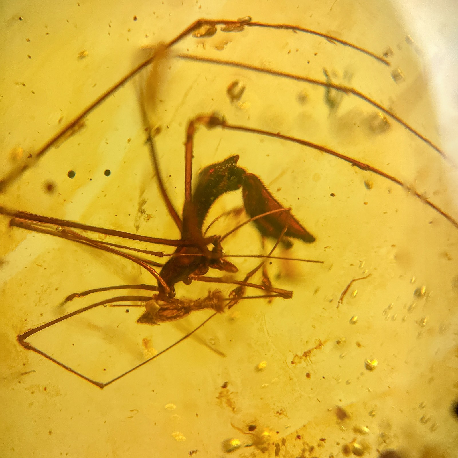ASSASSIN SPIDER in Burmese / Burmite amber fossil / 100% genuine