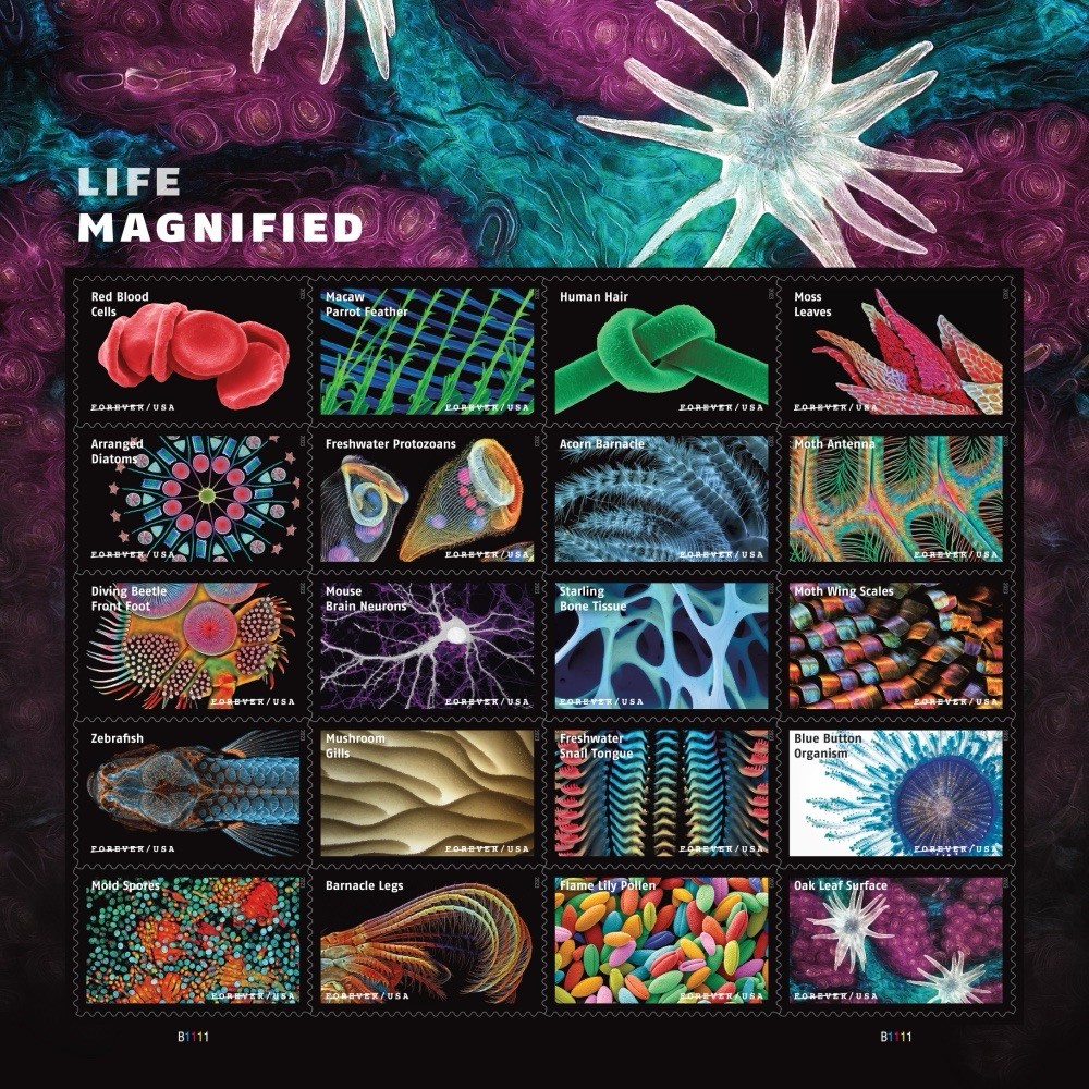USPS PANE OF 20 FIRST CLASS LETTER STAMPS LIFE MAGNIFIED 82¢