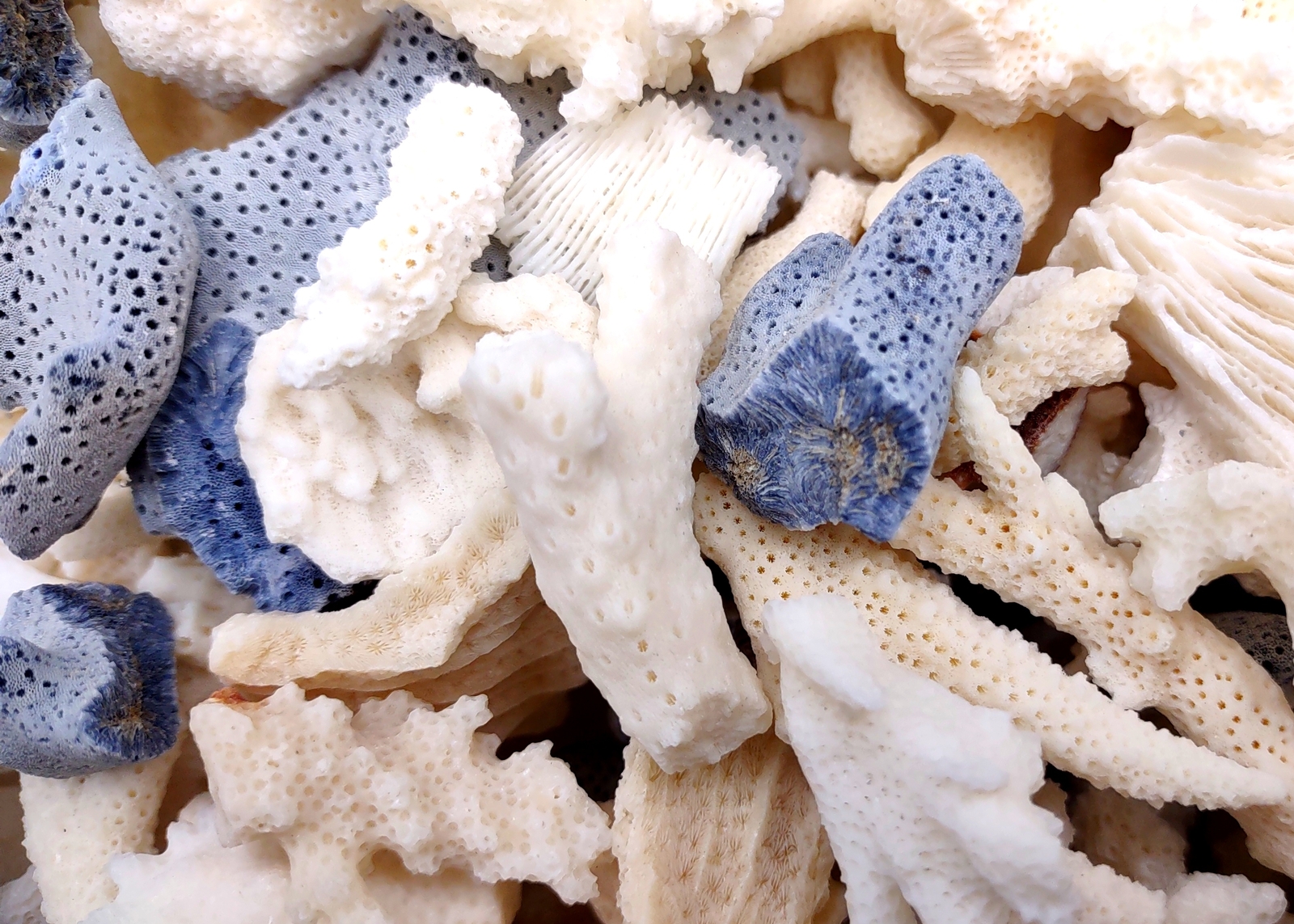 Small Coral Pieces Blue White Brown Mix Assorted approx. 1 pound 0.5-1.5+ inches