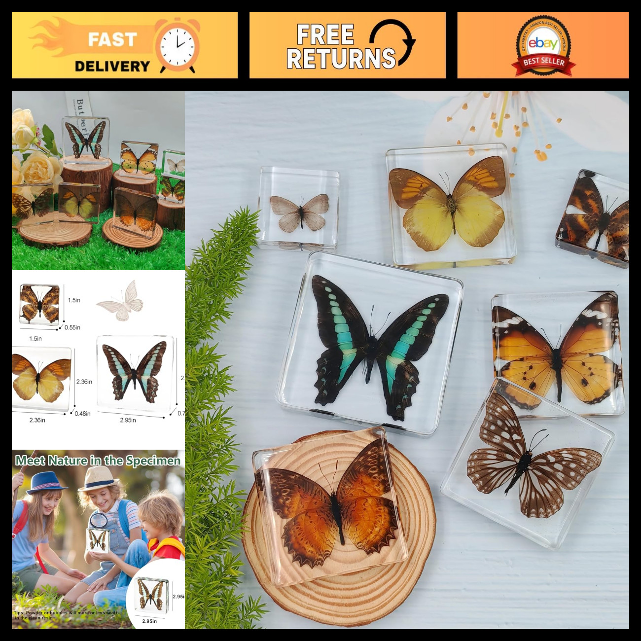 7 Pcs Real Butterflies in Resin - Preserved Insect Specimens for Education & Déc