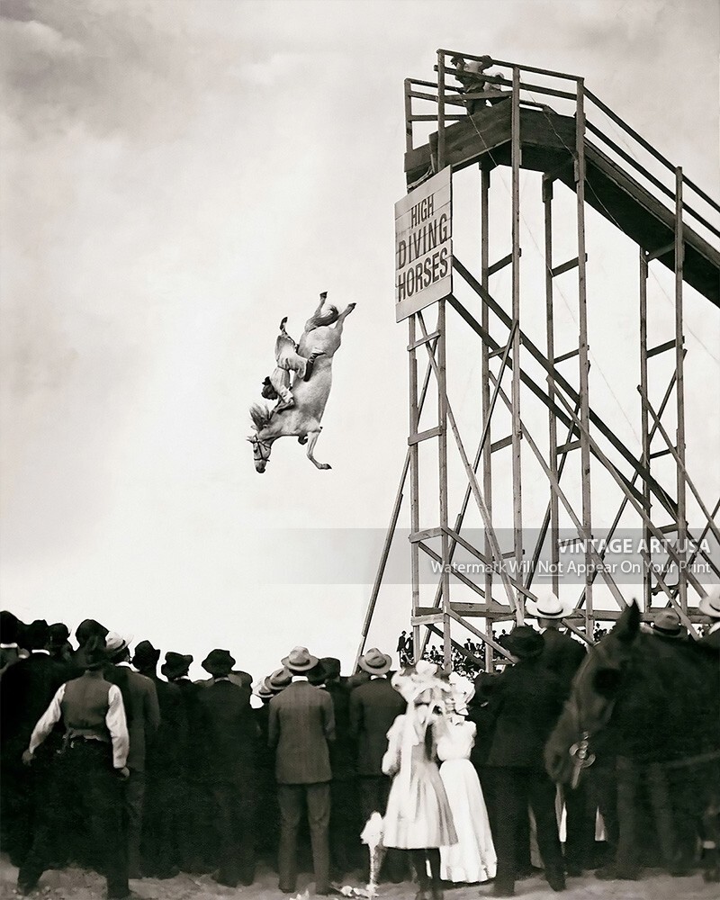 1930s High Diving Horse 8x10 Photo Print - Sonora Webster Carver Atlantic City