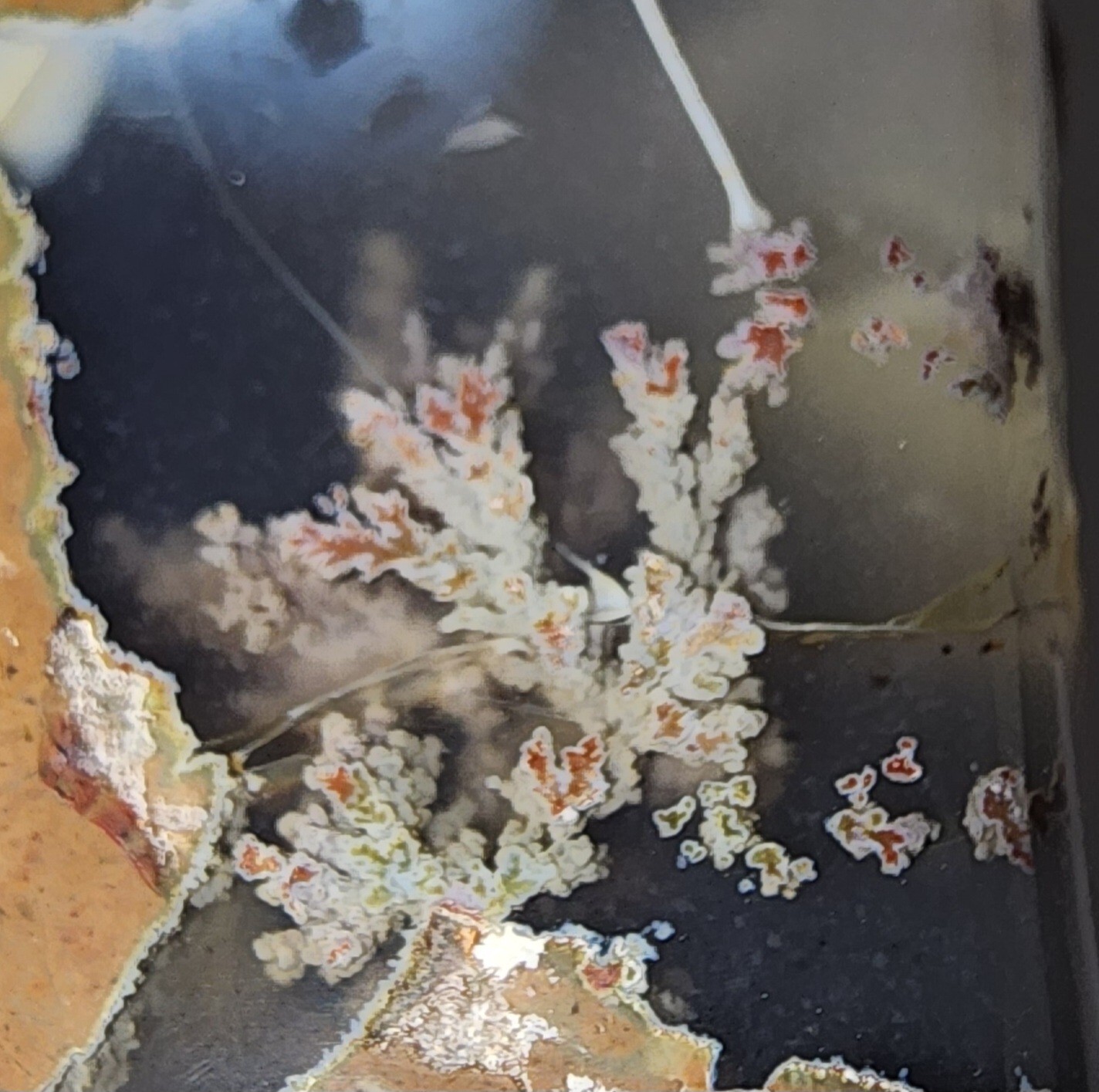 Priday Plume Agate - Thunder Egg - Rare - Beautiful Stuctured Plumes (97 grams)