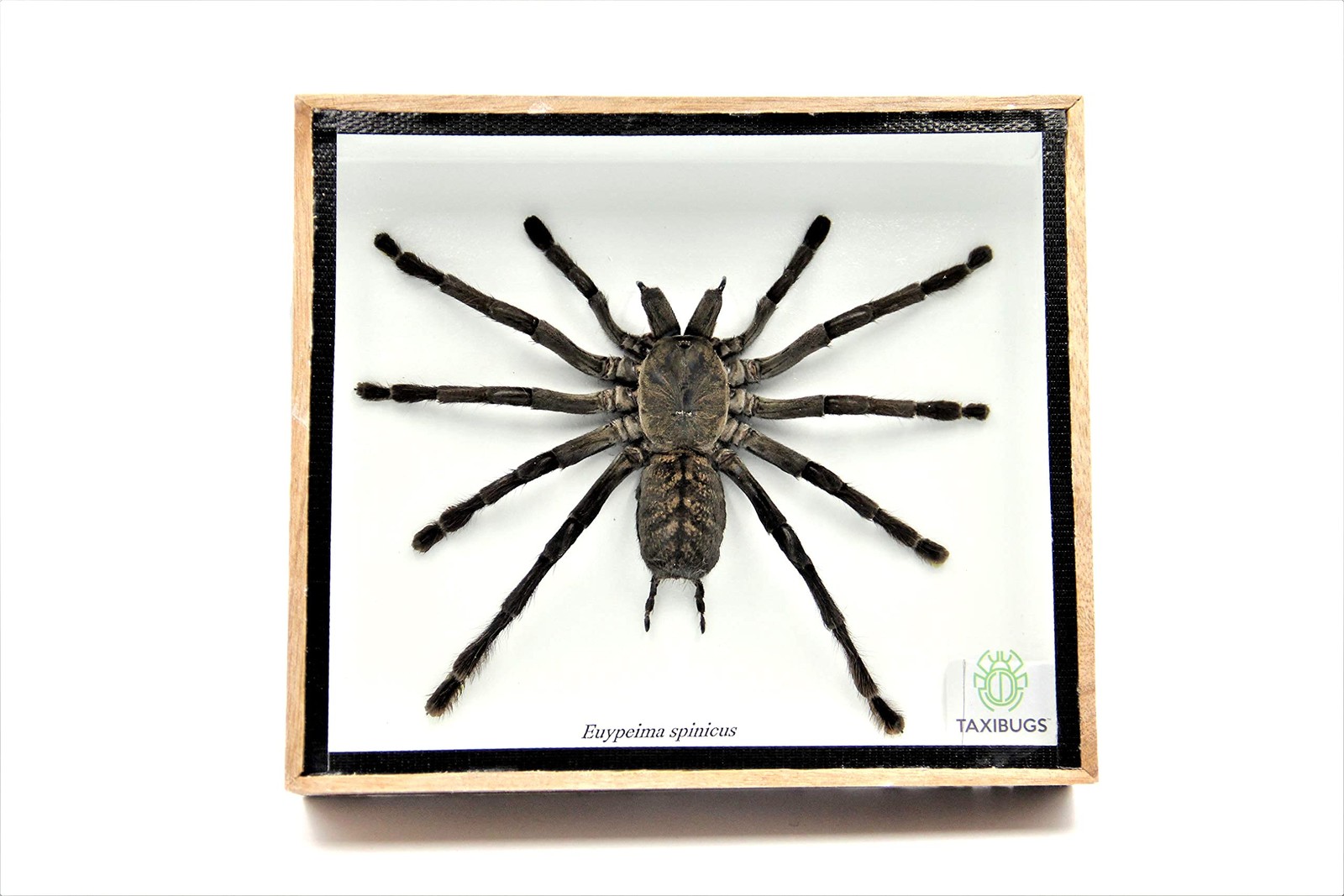 REAL GIANT BIRD EATING TARANTULA EURYPEIMA SPINCRUS SPIDER TAXIDERMY BOXED