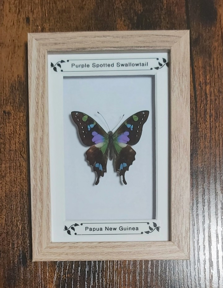 Taxidermy Framed Real Butterflies Purple Spotted Swallowtail In Box Frame New