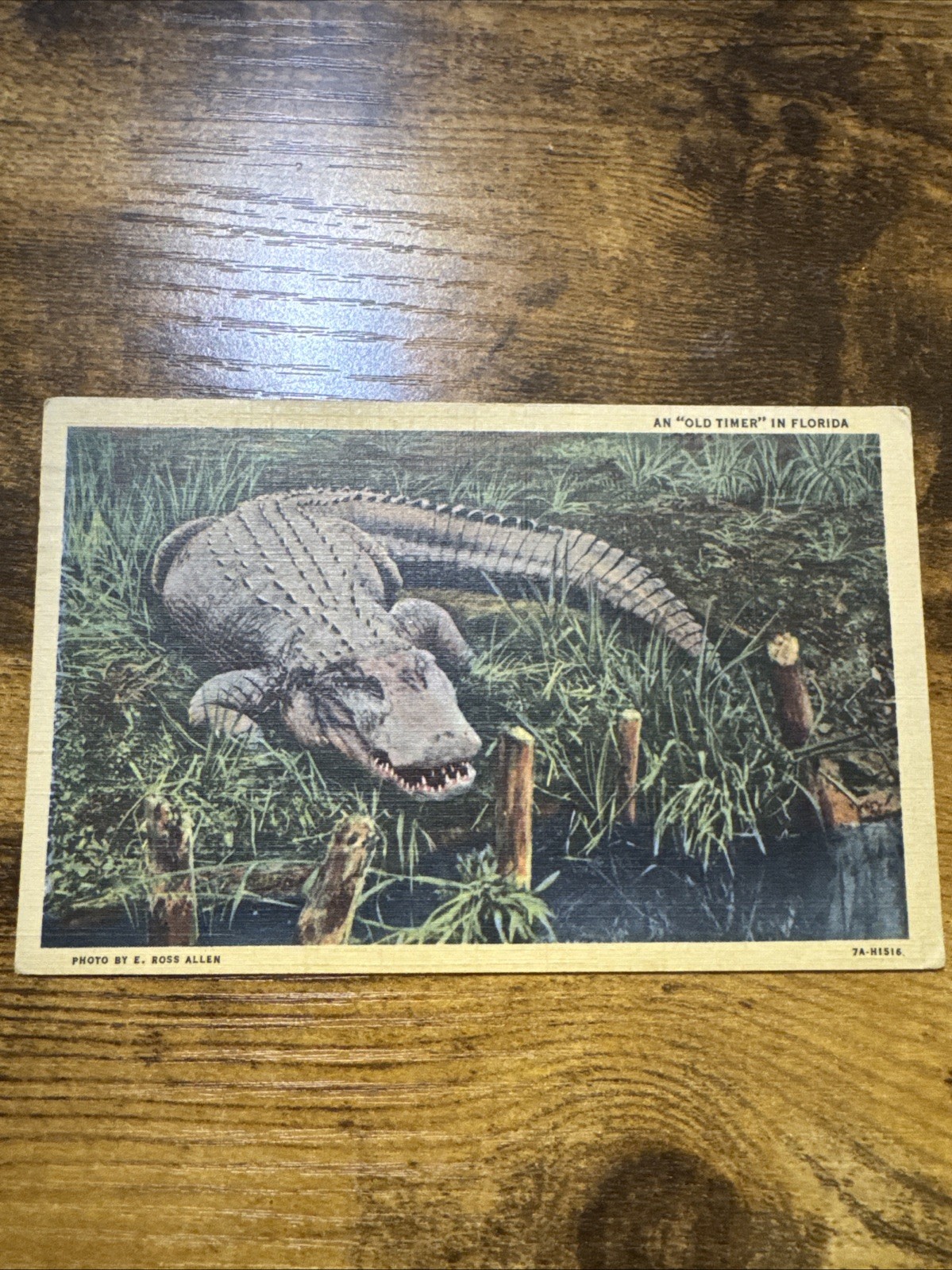 An Old Timer, Large Florida Alligator, Vintage Postcard 1944, Tampa