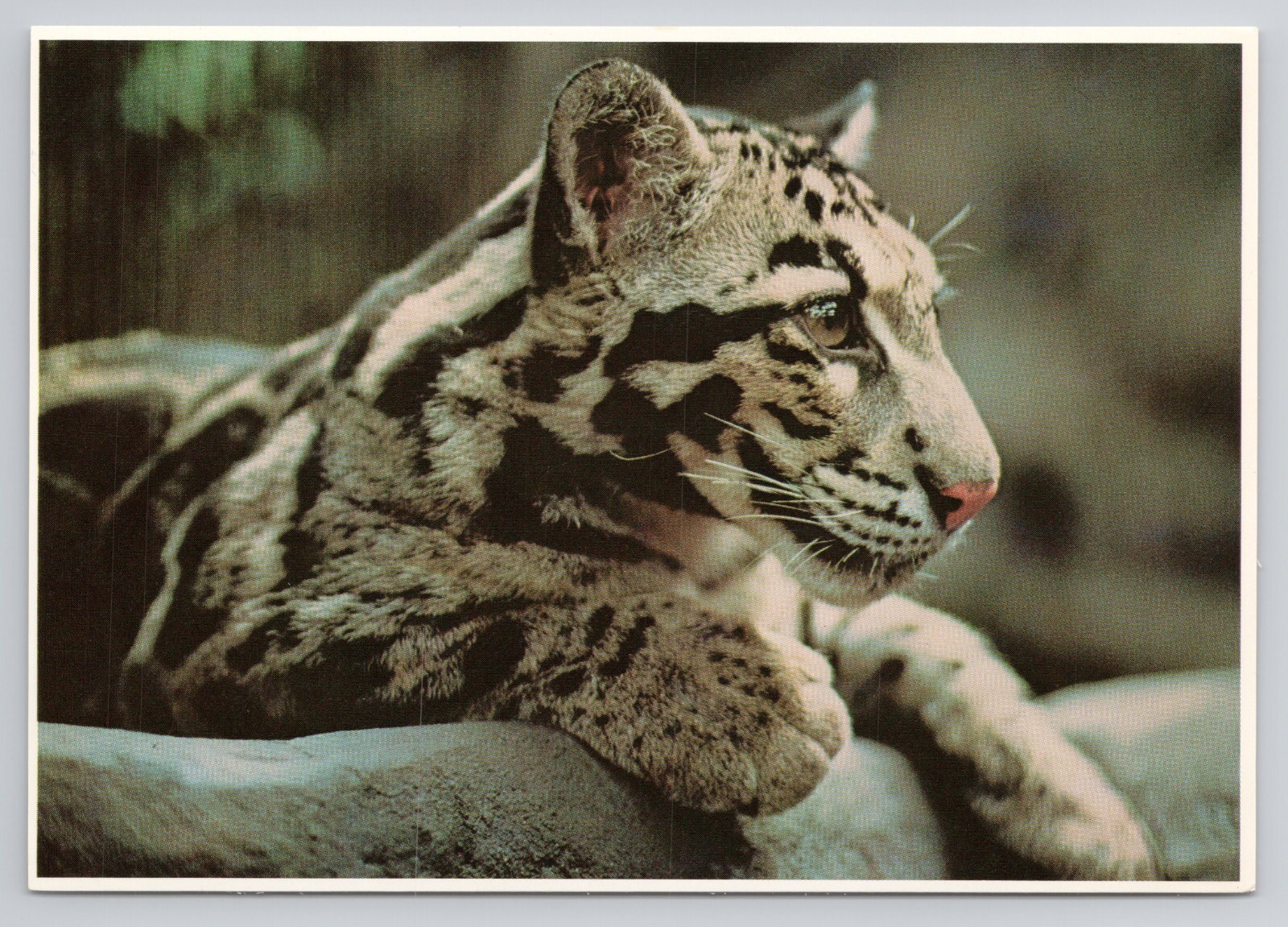 Clouded Leopard In Tropics Exhibit Minnesota Zoological Garden Postcard