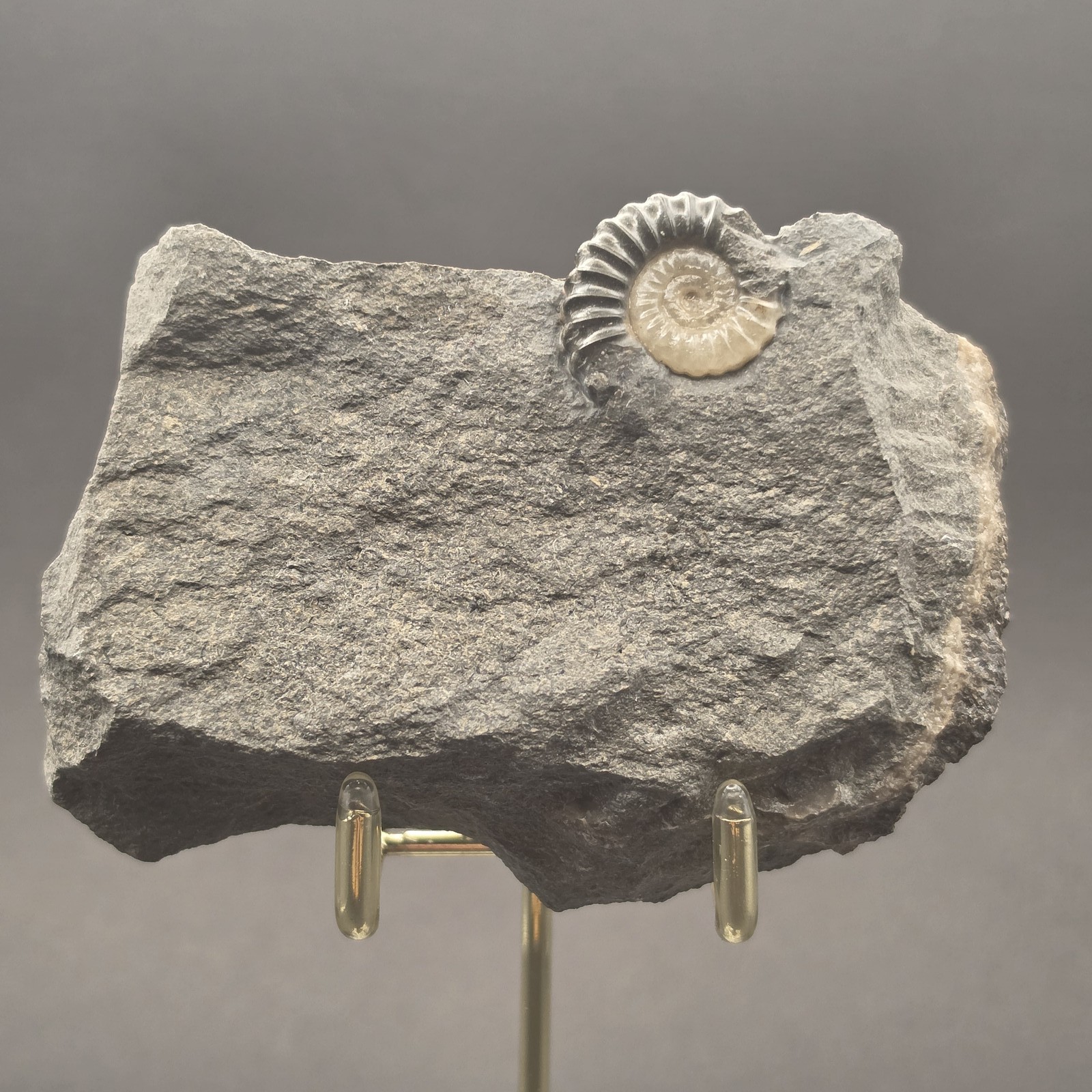 Promicroceras Calcite Ammonite on Matrix — PMC01
