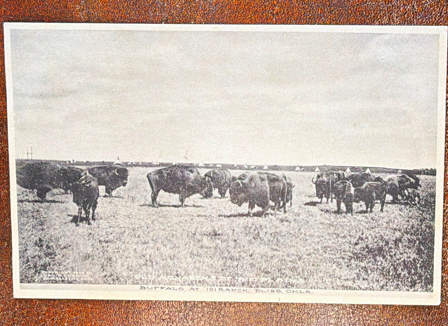 Buffalo on the 101 Ranch Bliss Oklahoma RPPC Divided Back Unposted