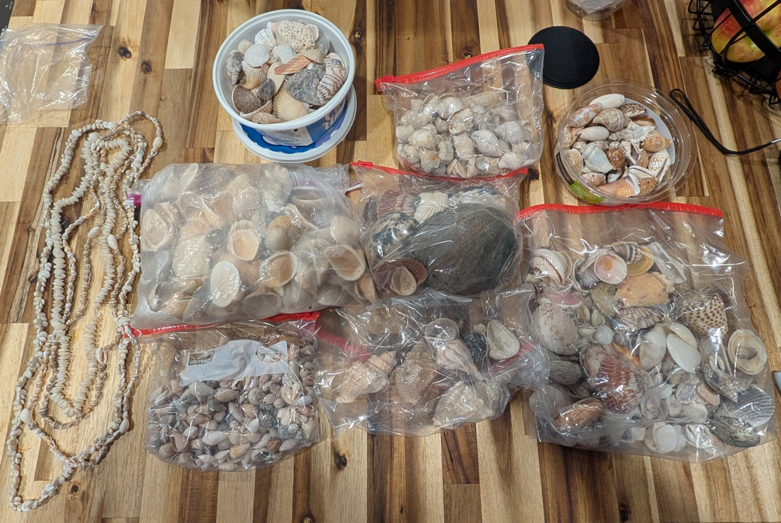 Mixed Sea Shells Bulk Estate Lot 8 Lb Craft Decor Collection Shell Necklaces Bag