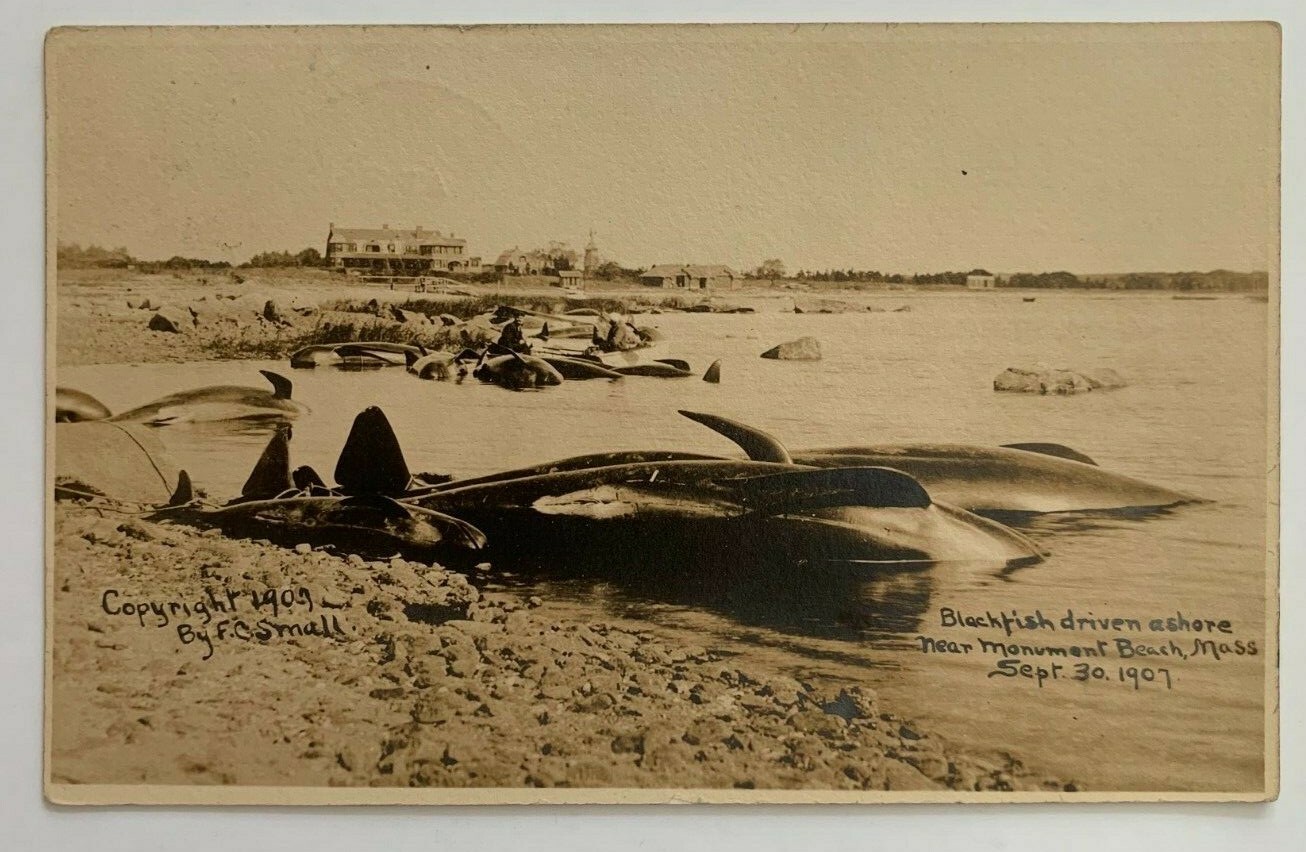 1907 MA RPPC Postcard Cape Cod Bourne Monument Beach Blackfish Ashore On Beach