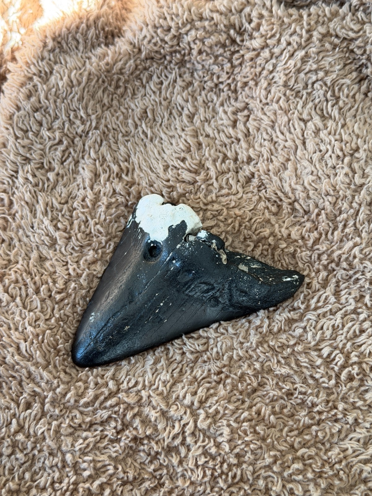 Real Megalodon Shark Tooth 4.0” Big Fossil Shark Teeth From NC