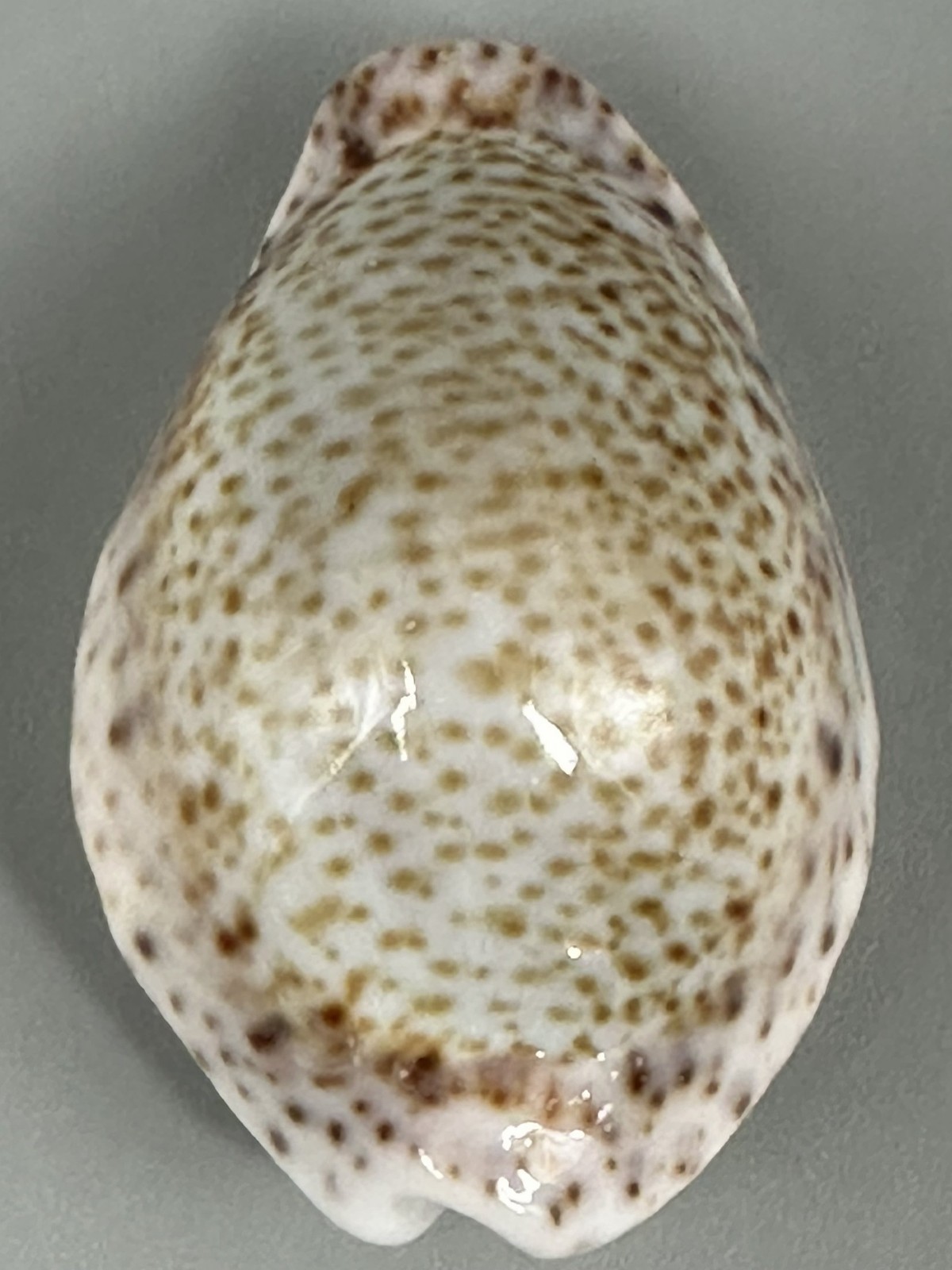 Naria turdus pardalina Cypraea turdus 41.5mm GEM Gondola Form Red Sea Cowrie