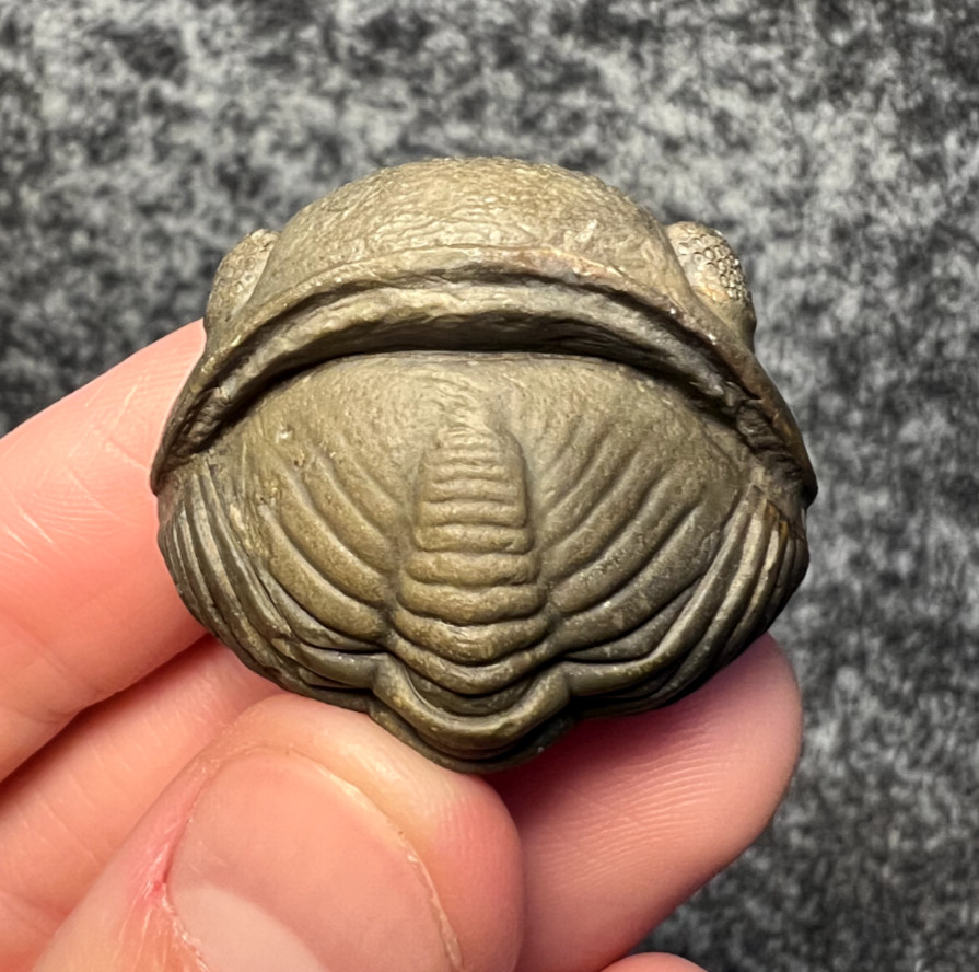 Pedinopariops Trilobite Fossil – Fine Detail & Preservation ✅