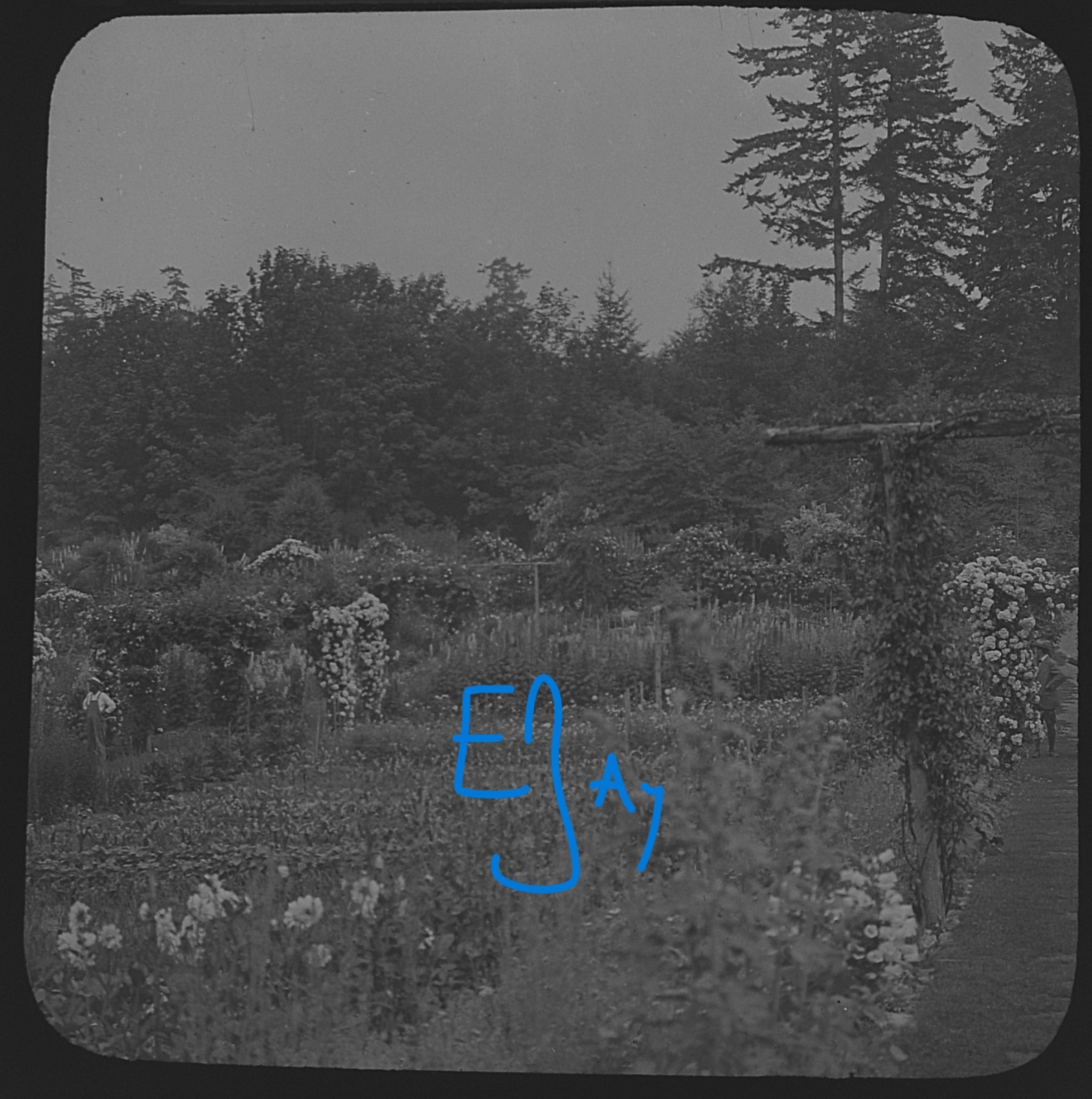 Photo CANADA BUTCHARTS GARDEN VICTORIA BC C1920 Magic Lantern Slide