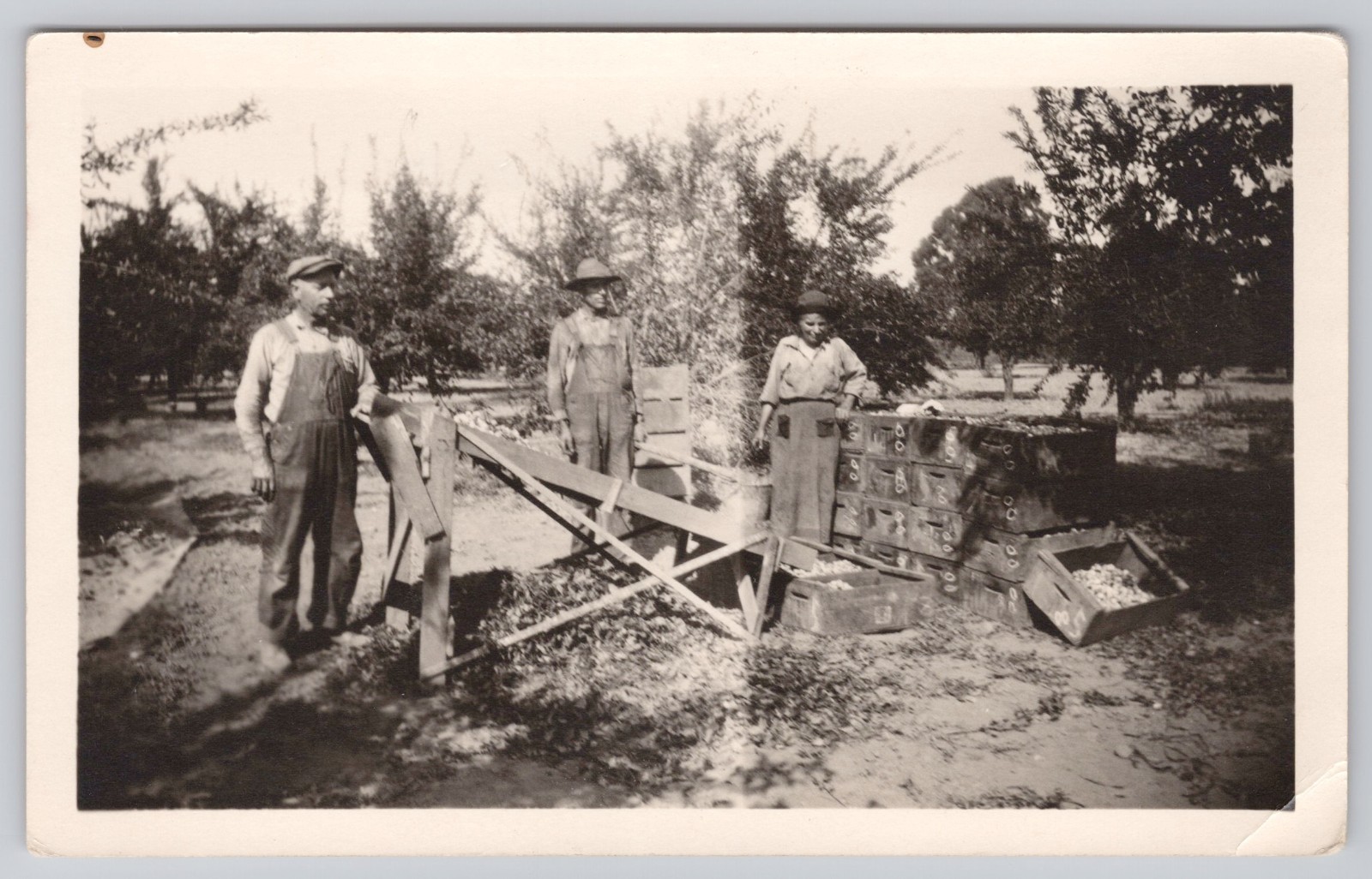 c. 1930s California Prune Harvest Orchard Workers Fruit Grader Photograph