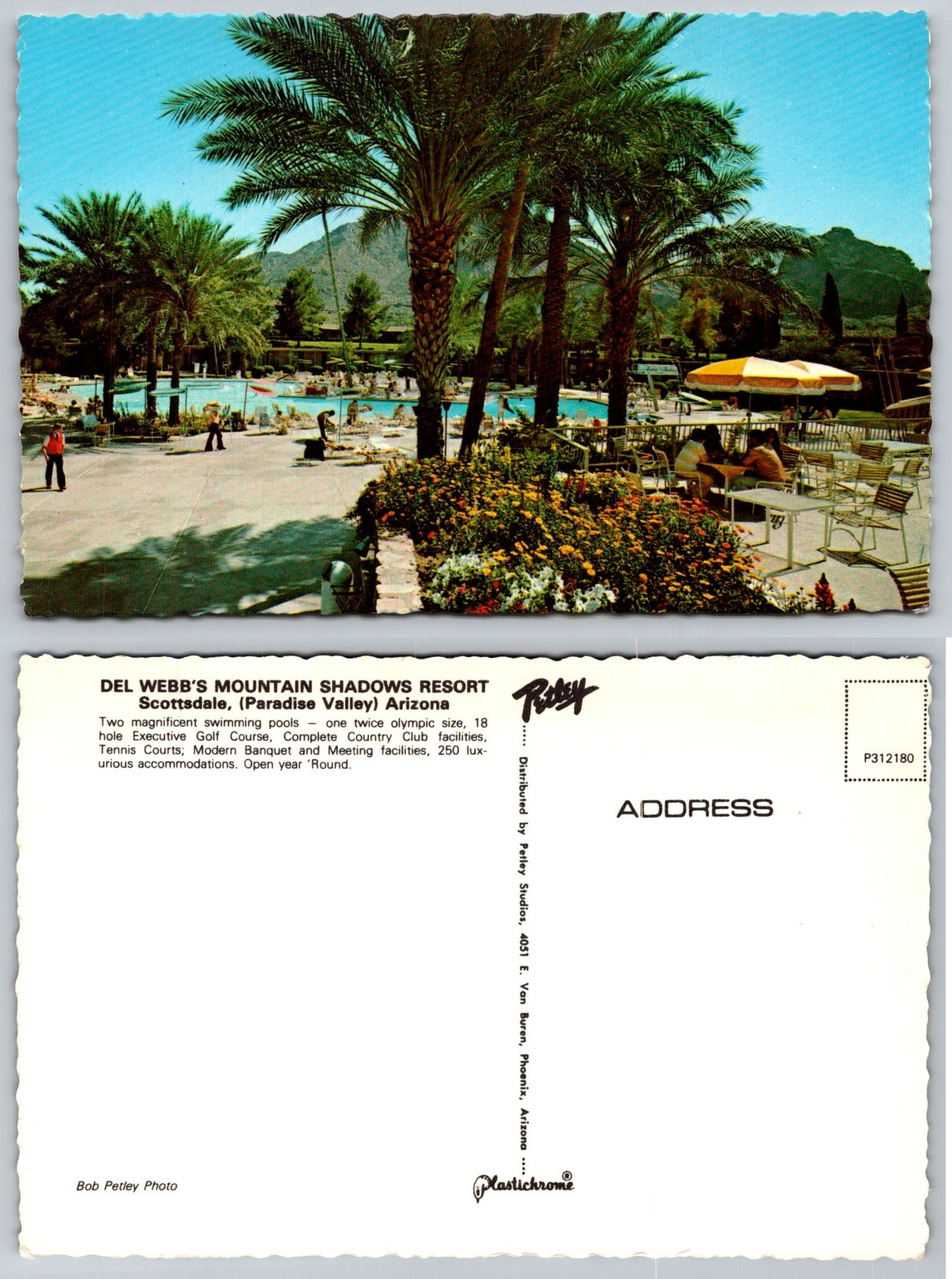 Continental Del Webb\'s Mountain Shadows Resort Swimming Pool AZ Postcard