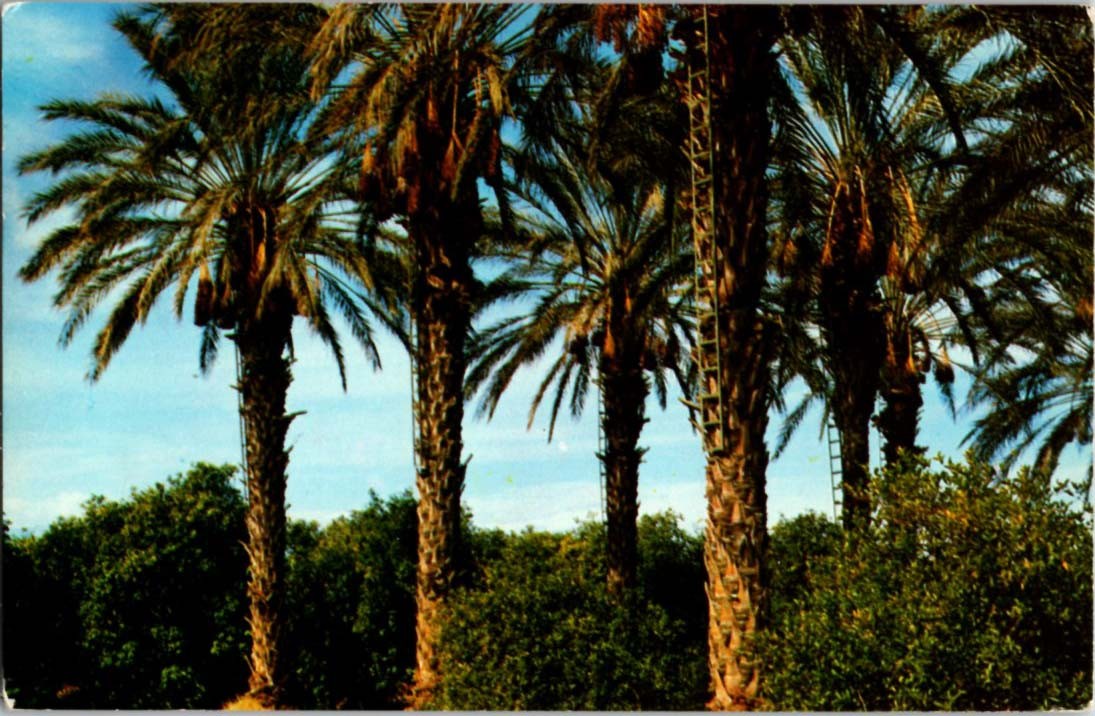 Indio CA postcard ENORMOUS DATE PALM GROVE SOUTHERN CALIFORNIA s/27 BE1380
