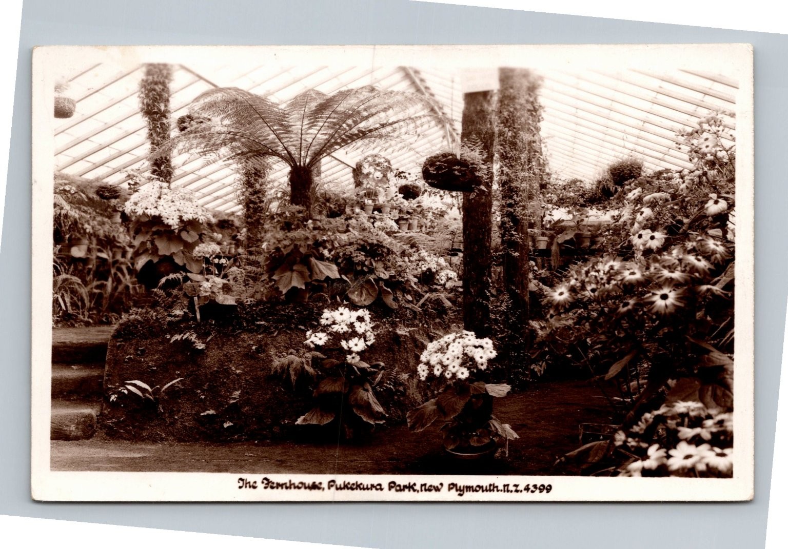 Vintage RPPC The Fernhouse Pukekura Park New Plymouth New Zealand Postcard