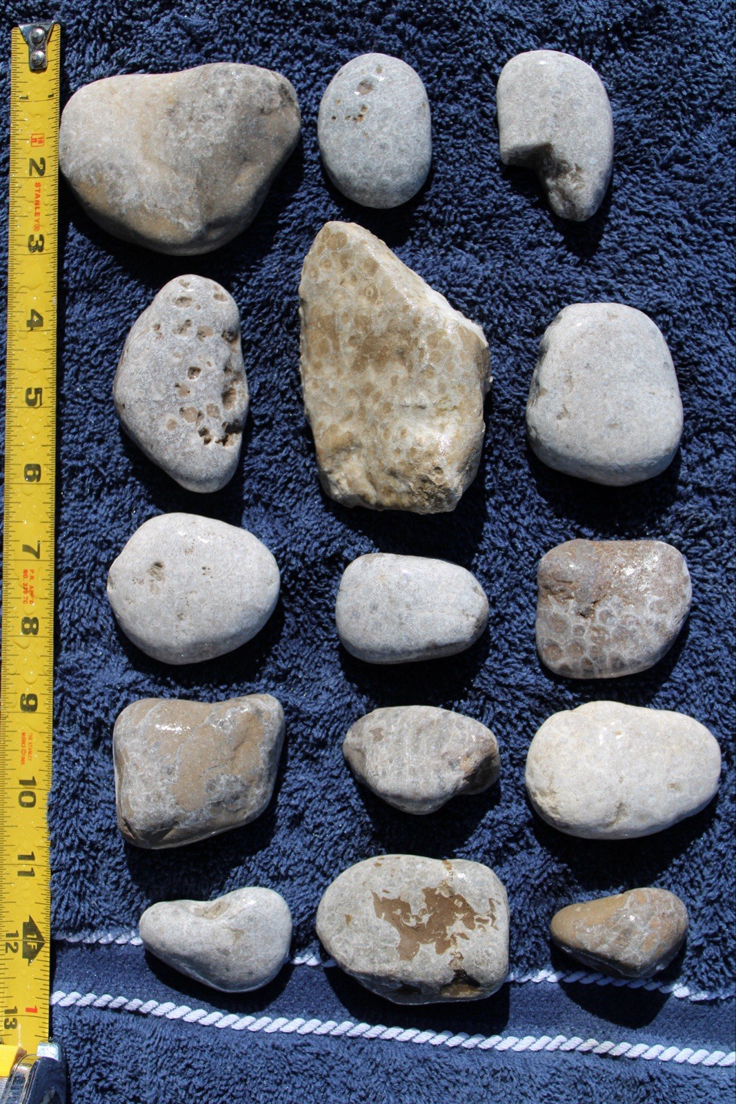 Lot of 15 Unpolished Petoskey Stones