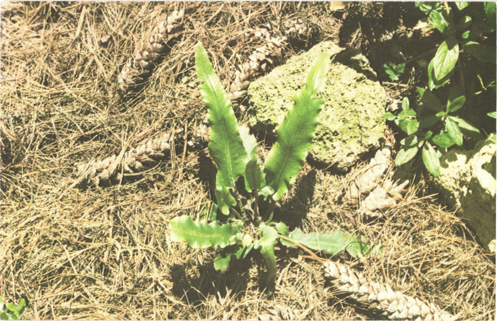 Harford County MD Hart\'s-Tongue Fern Rare Plant Chrome Postcard Unused
