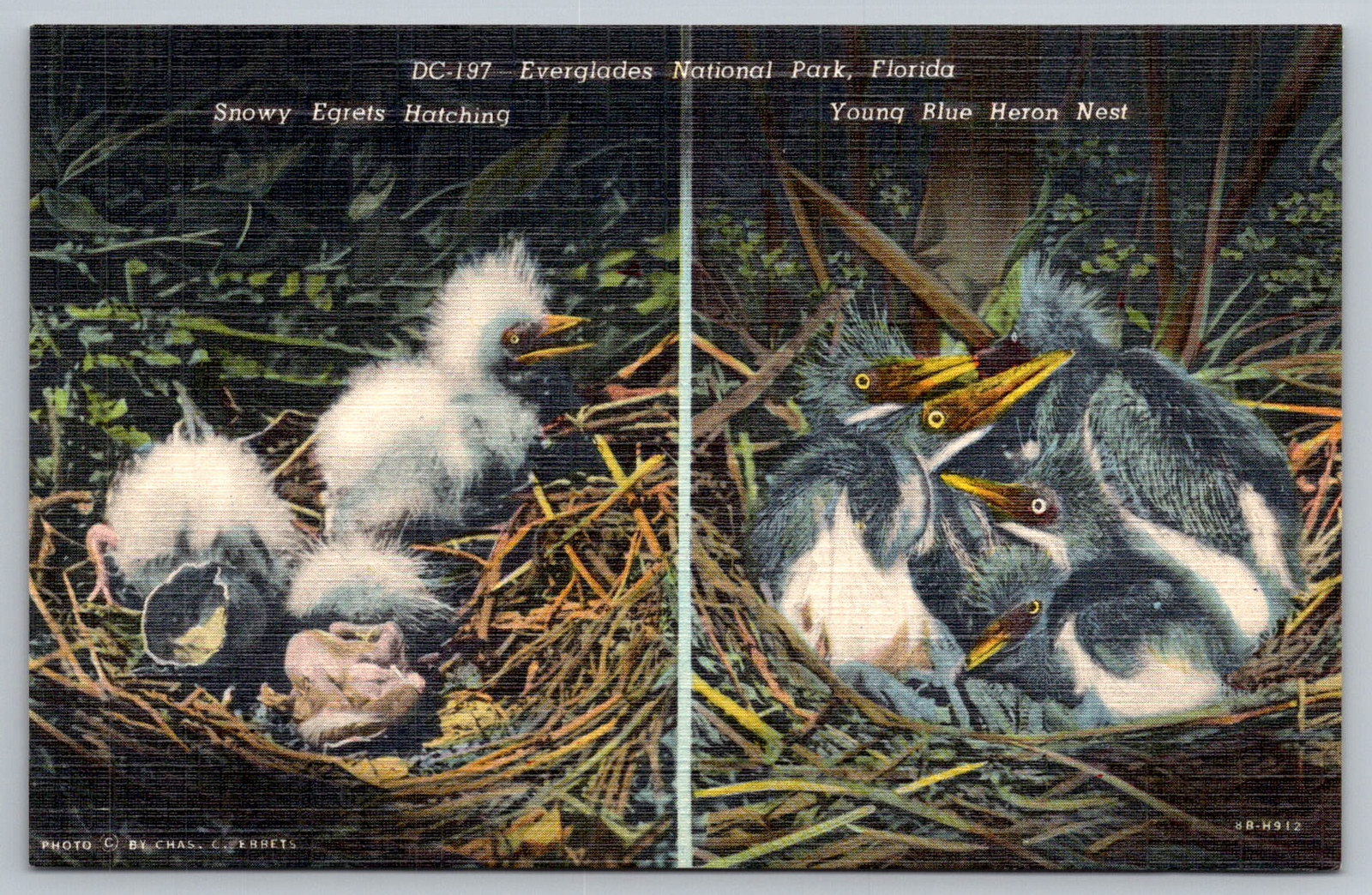 c1940s Everglades National Park Snowy Egrets Heron Nest Miami FL Postcard