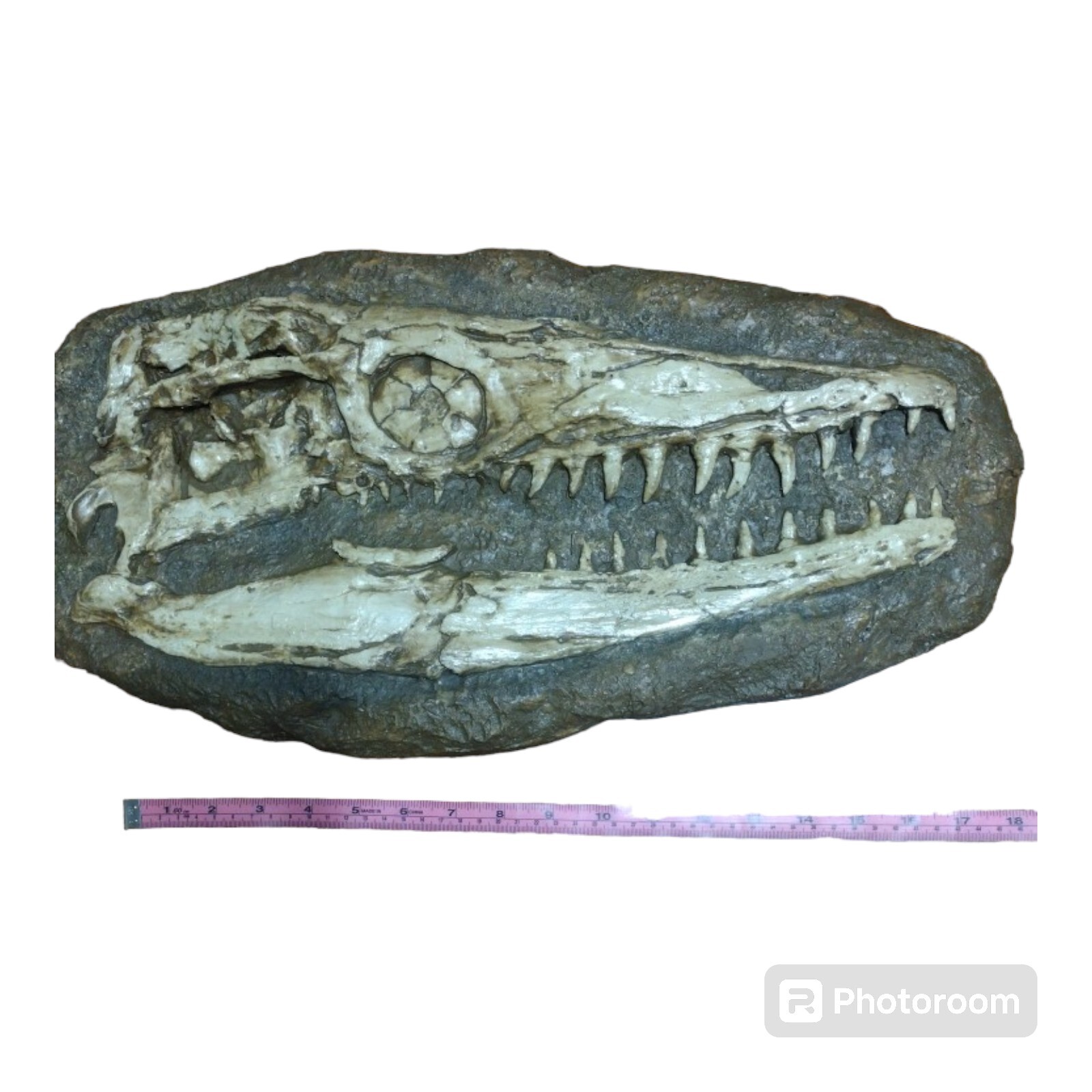 Mosasaur Skull Fossil Replica-Mesozoic Marine Reptiles -Paleontology