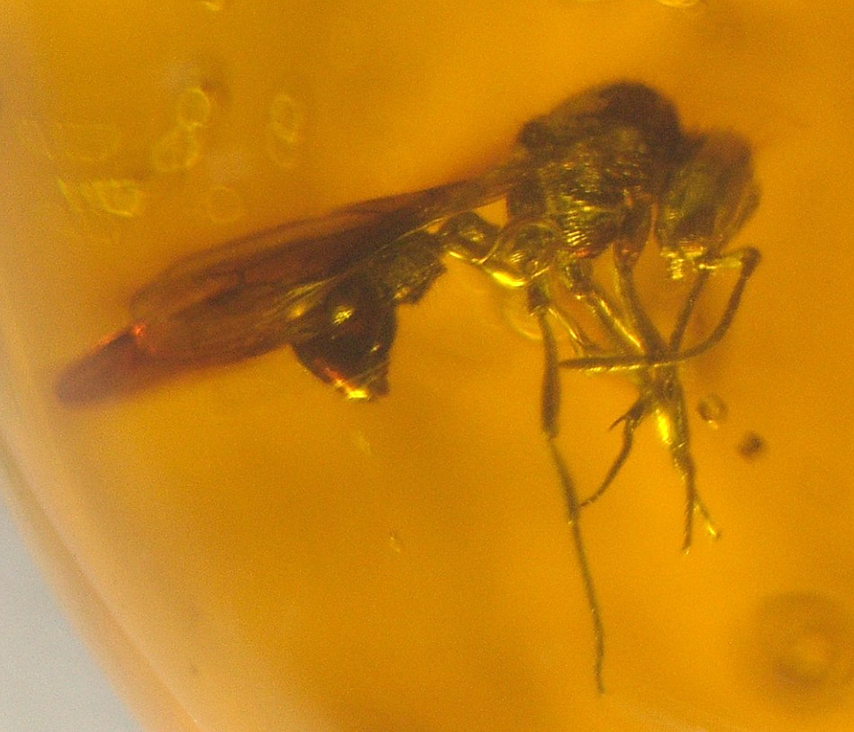 Beautiful Winged Ant with Crane Fly in Dominican Amber Fossil Los CaCaos Mines