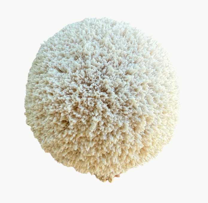 Natural White Scolecite “Blow Ball” Crystal Specimen | Radiating Cluster