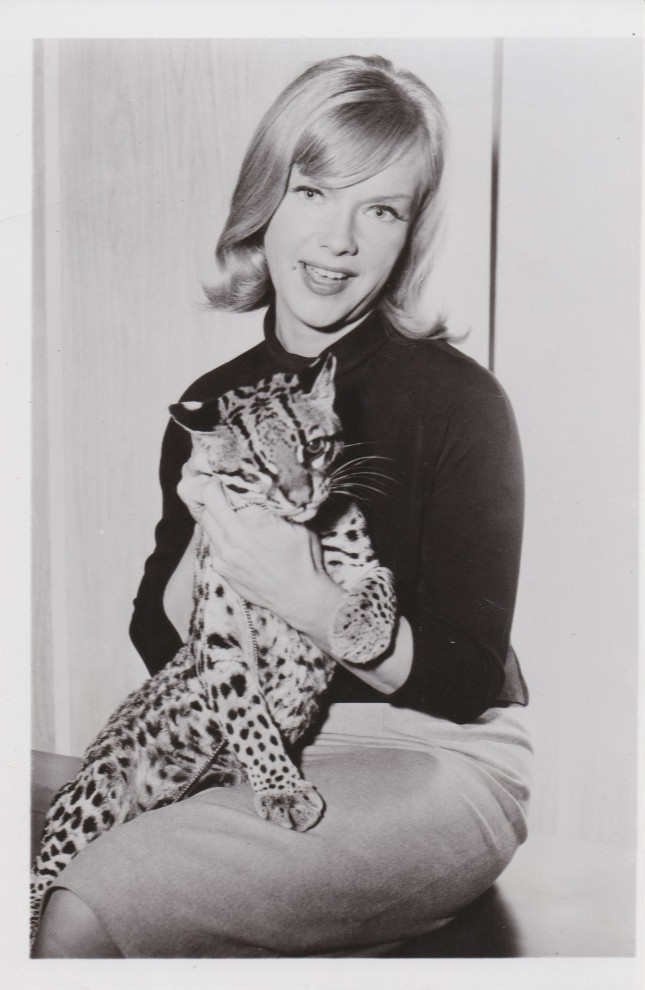 1965 Press Photo Actress Anne Francis with Pet Ocelot in 