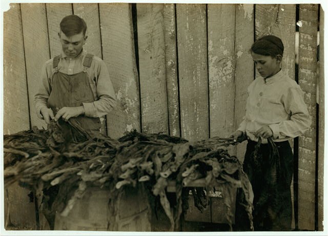 Woodburn Kentucky 1916 Tobacco Harvesting Boys Stripping Tobacco Lewis Hine