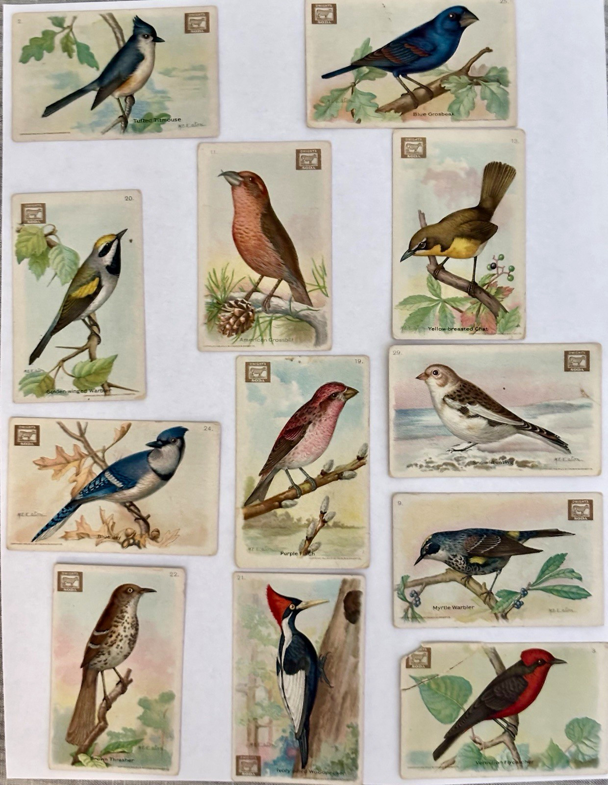 Vintage 1918 Dwight’s Soda Cow Brand 2nd Series-12 lot Useful Birds of America