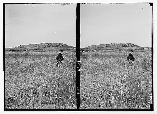 Photo:Beth Shemesh Sharon Plain Israel Excavations Mound 1900s Stereo View