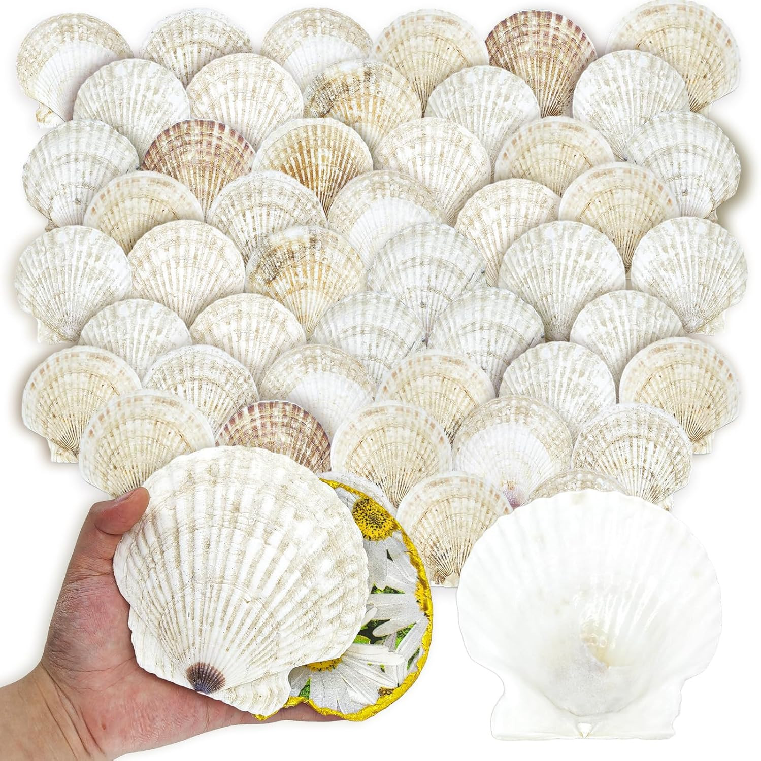 50PCS Scallop Shells for Crafts Large 4\'\'-5\'\' White Beach Natural Shells Bulk fo