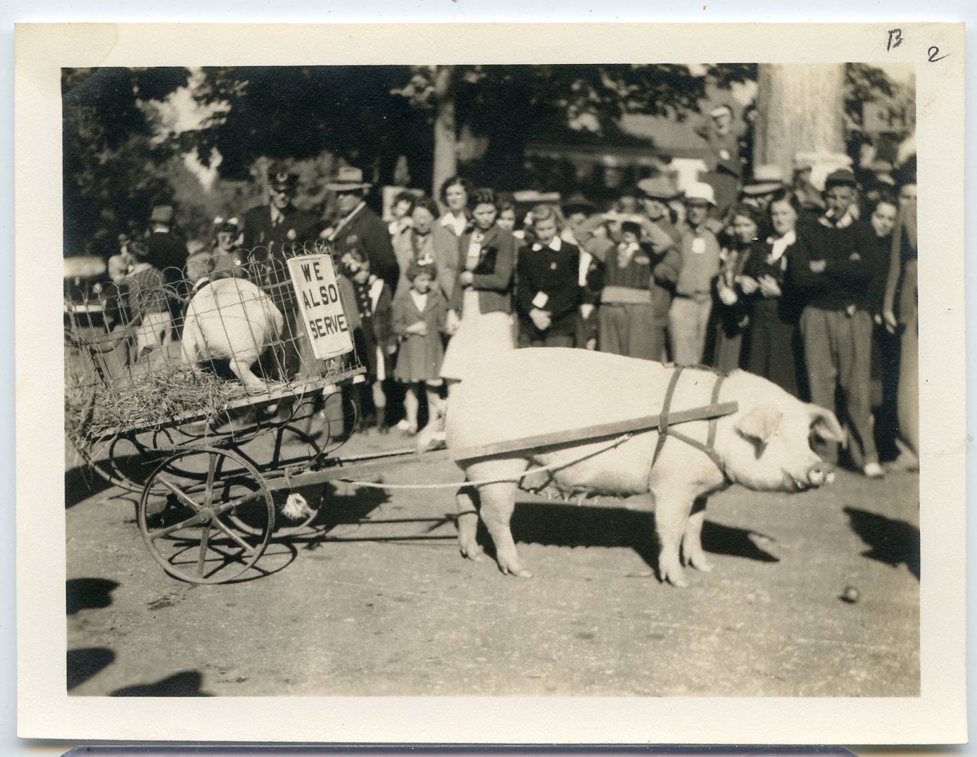 Pig Pulling Cart Snapshot “We Also Serve” WWII Homefront Related? World War E736