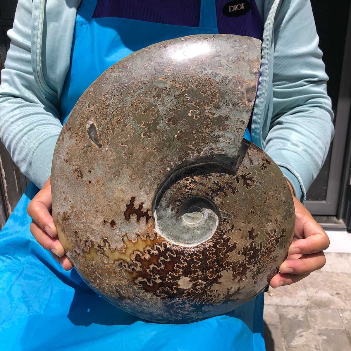 10.64 LB Natural Ammonite Fossil Specimen Home Table Decor Healing Stone 6823
