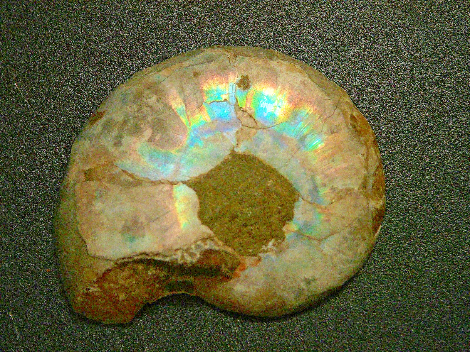 Rare Colorado Iridescent Ammonite Fossil Snowstorm Peak La Plata Mountains