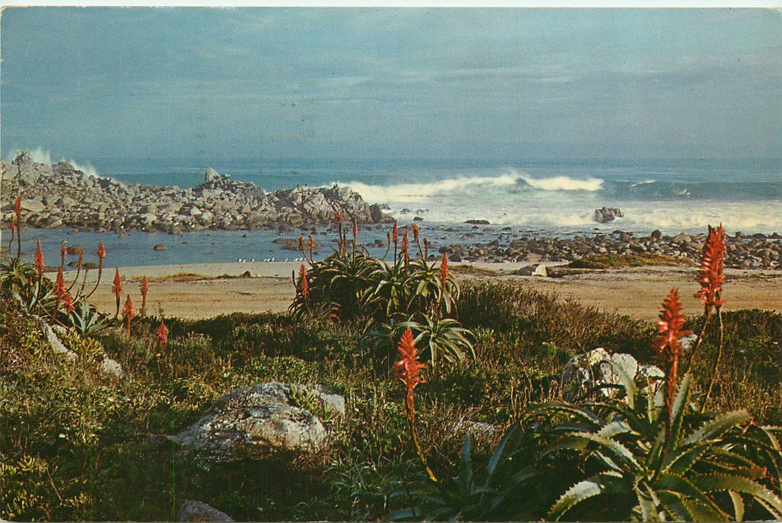 Red Aloe, Pacific Grove Shore Line, Monterey Peninsula, California Vtg Postcard