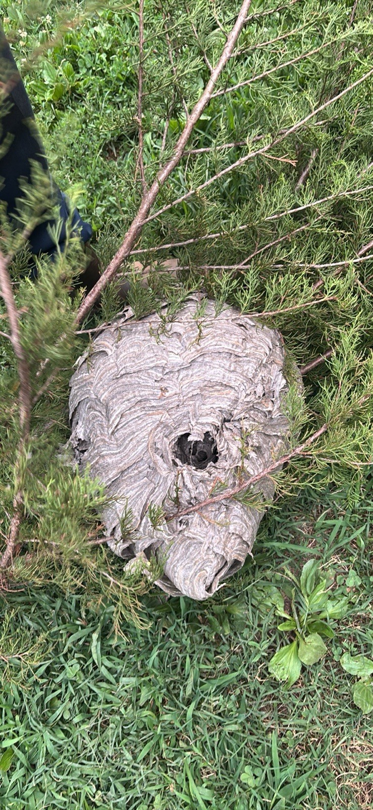 Bee Hive Paper Wasp Nest Bald Faced Hornets 16” Huge Man Cave Cabin Decor