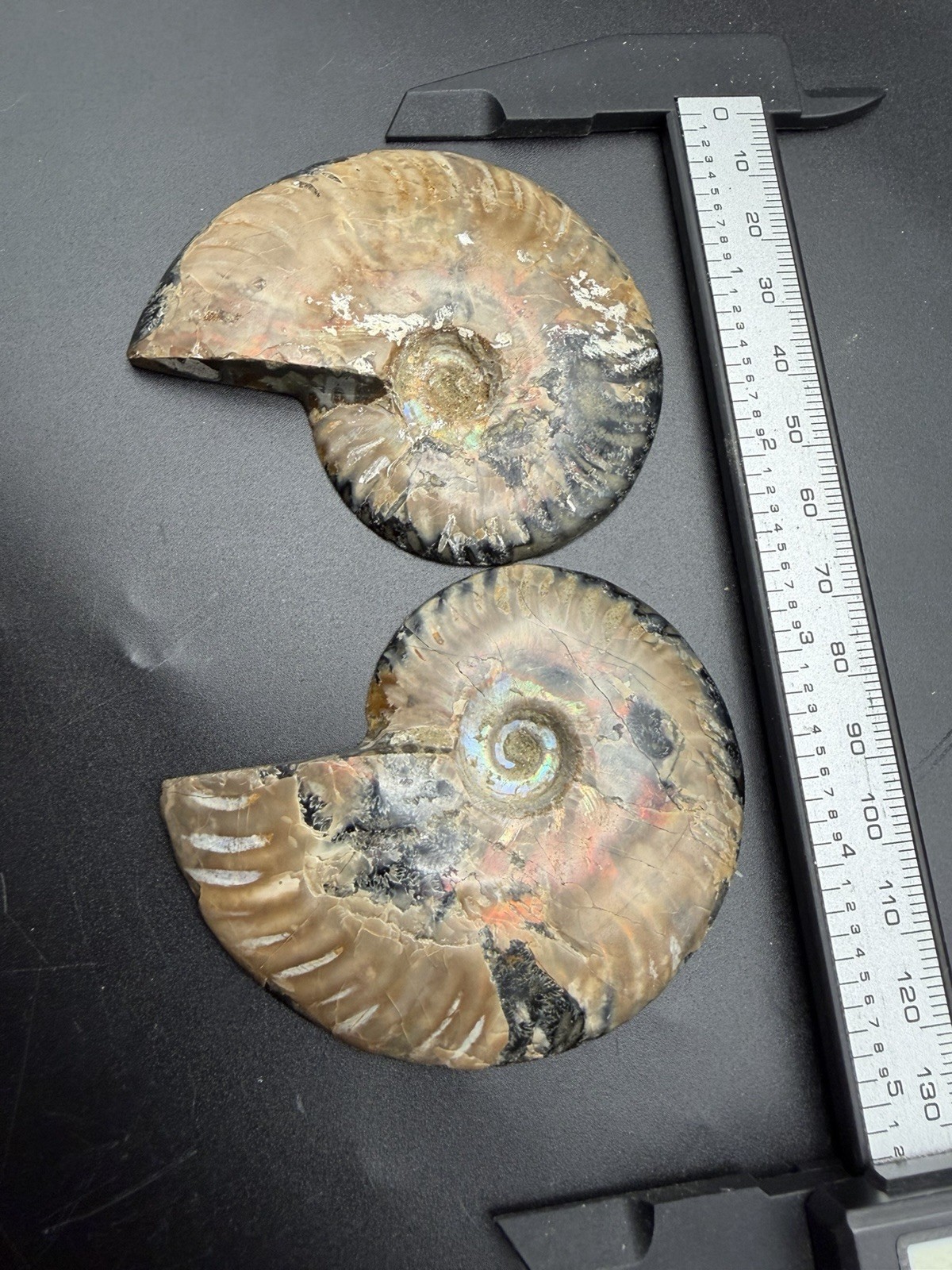 RAINBOW AMMONITE FOSSIL AUTHENTIC SPECIMEN 2 PIECE SPLIT MADAGASCAR