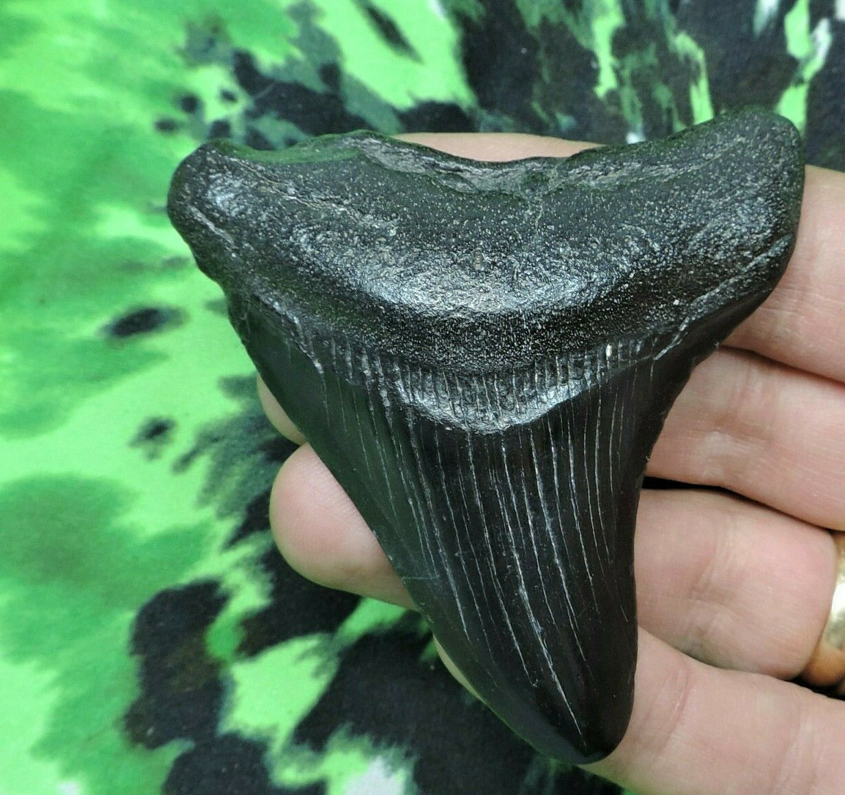 2 INCH REAL MEGALODON SHARK TOOTH BIG FOSSIL GIANT GENUINE PREHISTORIC MEG TEETH