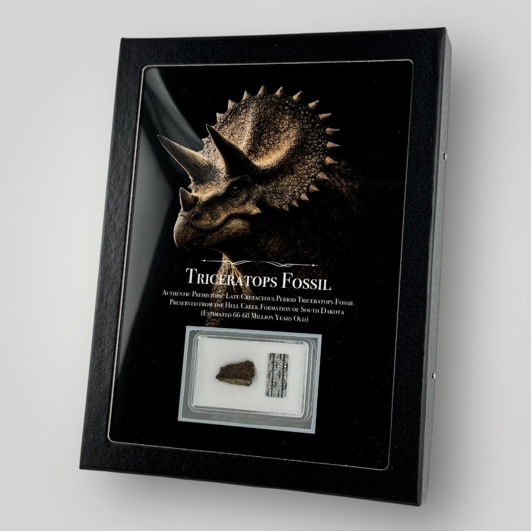 RARE Authentic Triceratops Hell Creek Dinosaur Fossil Collector 6x8 Display COA