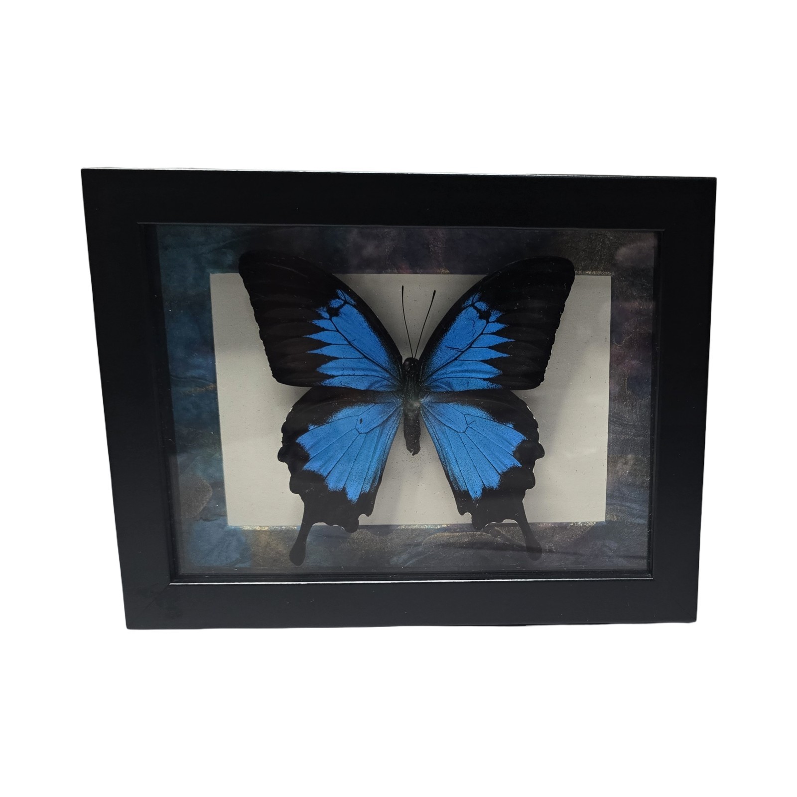 Framed Papilio Ulysses Butterfly Real Taxidermy Blue Mountain Swallowtail