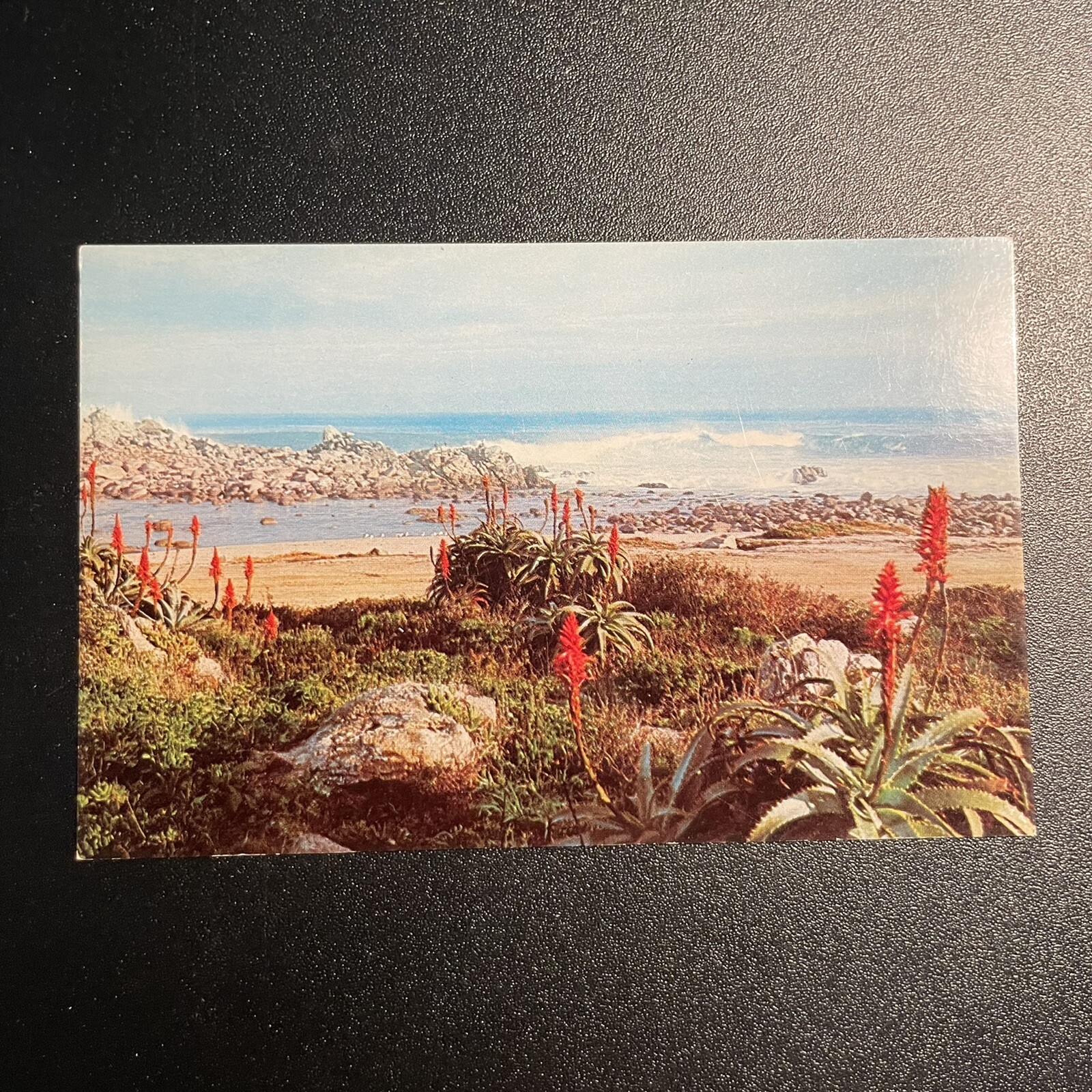Red Aloe Shore Line Landscape Pacific Grove California USA Postcard