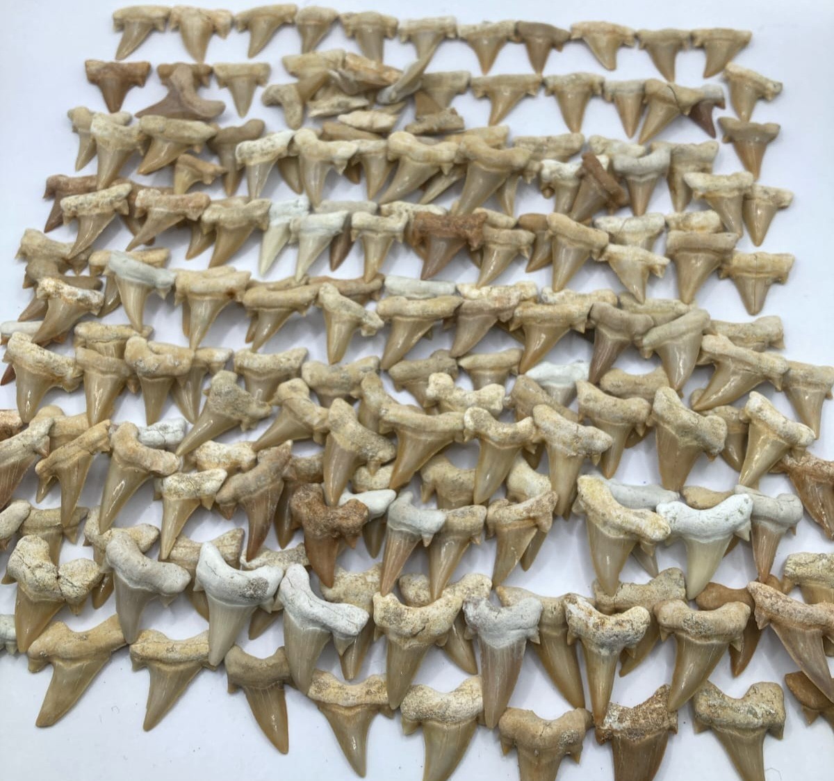 1000 Authentic Otodus Obliquus Fossil Shark Teeth Lot Natural Specimens Morocco 
