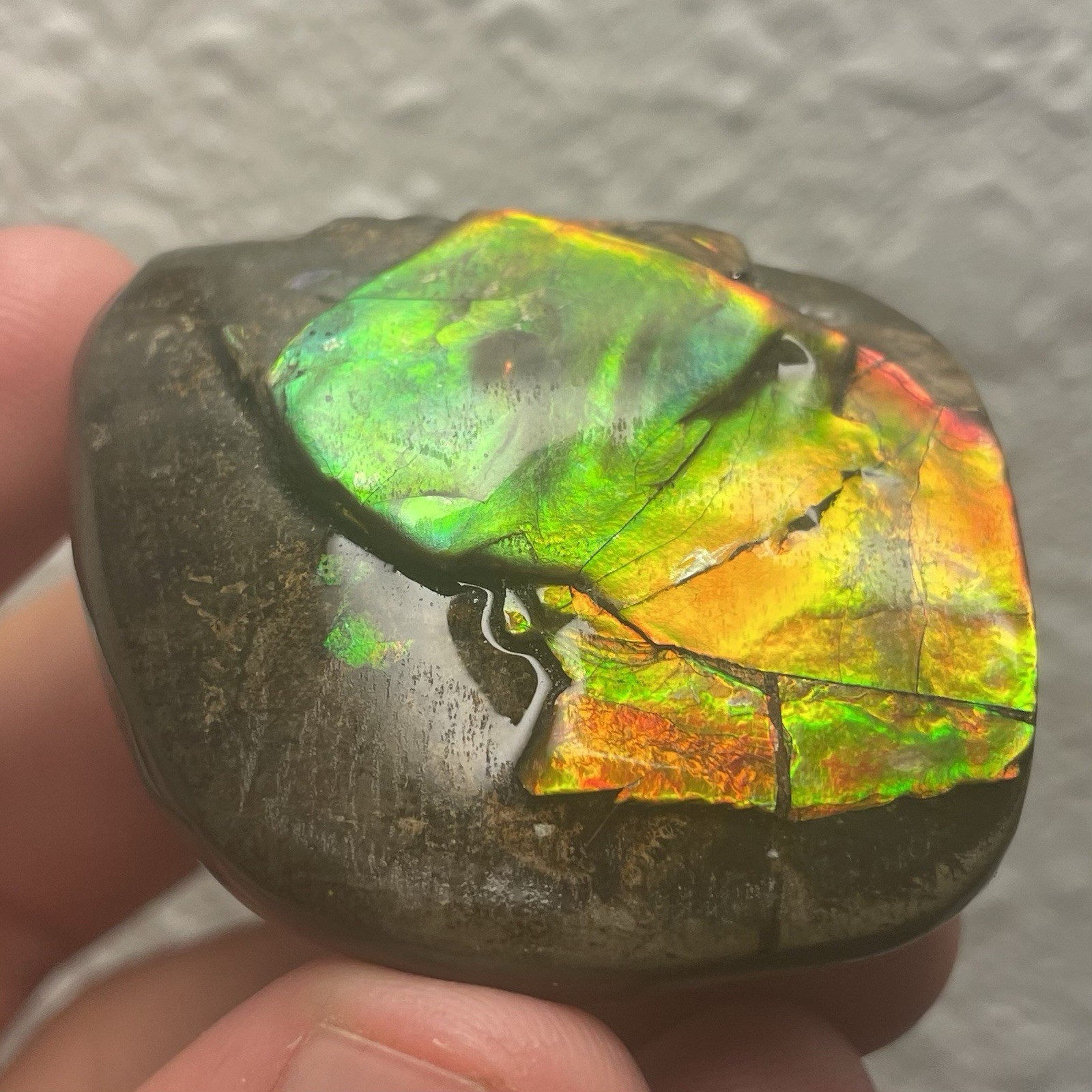 RAINBOW AMMONITE FOSSIL AMMOLITE ALBERTA CANADA DINOSAUR AGE FOSSIL GEM