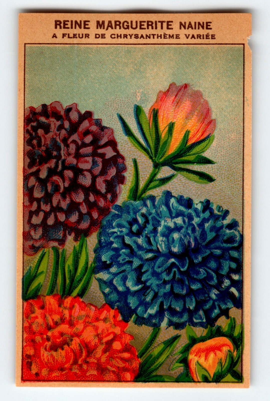 1920\'s Flower Seed Art Print REINE MARGUERITE Lithograph Original Vintage Unused