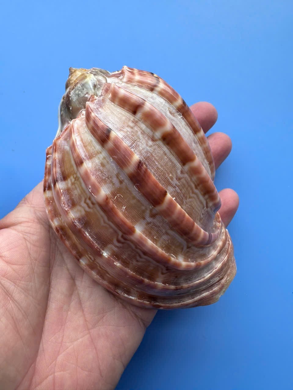 114.4mm | Harpa major| F+++ | GIANT size| Nice color | Beautiful Shell