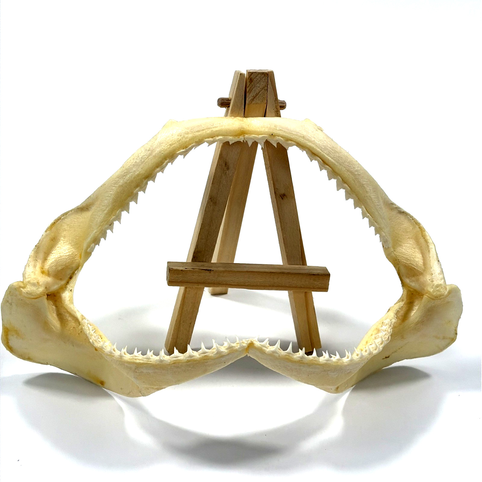 Vintage Authentic Blacktip Shark Jaw Taxidermy ~7.5 ” Wide x 4” Tall